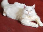 Blue eye long coat female persian cat