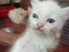 Blue Eye Male Baby Cat