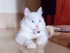 Blue eye Male cat