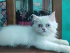 Blue Eye Persian Cat