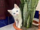 Blue Eye Persian Cat