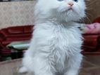 Blue Eye Persian kitten