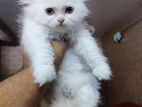 Blue Eye Persian kitten