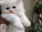 Blue eye Persian Male Kitten