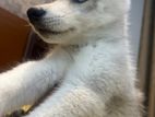 blue eye Siberian husky puppies male