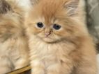 Blue Eyed Ginger Kitten