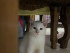 Blue eyes cat