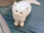 Blue Eyes Female Kitten