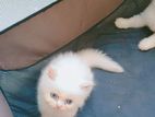 blue eyes female kitten