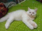 Blue Eyes Female Persian Cat