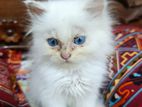 Blue eyes male cat