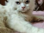 Blue Eyes Persian Cat