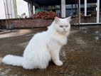 Blue Eyes Persian Cat (male)