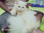 Blue Eyes Persian Female kitten