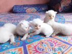 Persian cat sell