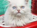 Blue Eyes Persian Kitten Cat