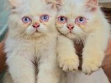 Blue Eyes Persian Kittens