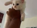Blue Eyes, Pure Passan