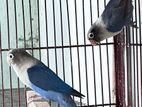 Blue Fischer Love Birds