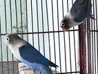 Blue Fischer Love Birds