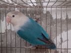 Blue Fischer lovebird