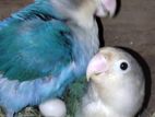 Blue fisher lovebird breading paer with eggs