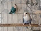 Blue Fisser Love Bird