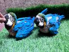 Blue Gold Macaw Baby Team Size