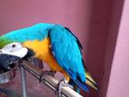 Blue gold macaw tame talking local breed