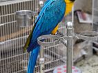 Blue Gold Tame Macaw