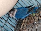 Blue mask lovebird for sell