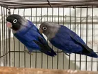 Blue Masked Love Birds (agapornis)