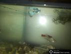 Blue mix guppy