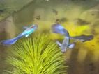 Blue Moscow Guppy Fish