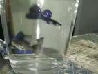 Blue Moscow Guppy