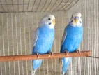 Blue Mutation New Adult Budgerigar