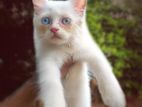 blue Odd eyes traditional Persian male kitten