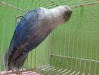 Blue opaline Lovbird