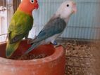 blue opaline /parl working pair