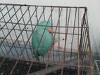 blue parrote femal