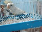 Blue pestal opeline splite ino Full adult male Lovebird