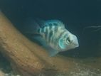 BLUE POLAR PARROT FISH মাছ