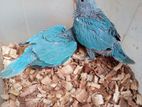 Blue ringneck baby 4 pes