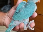 Blue Ringneck baby