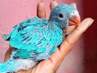 Blue ringneck baby