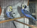 Blue Serise Spangle Male And Yellow Face Female