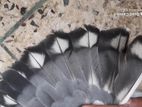 Blue shatin pigeon breeding male