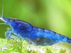 blue shrimp