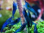 Blue Shrimp.all Colour Shrimp Available