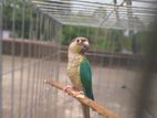 Blue Sided Conure. (female)